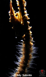 Xeno Crab at the sea whip with back lighting by Edy Sutanto 